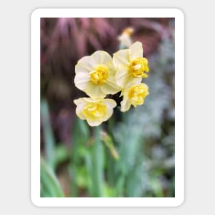 Daffodils in Spring Sticker